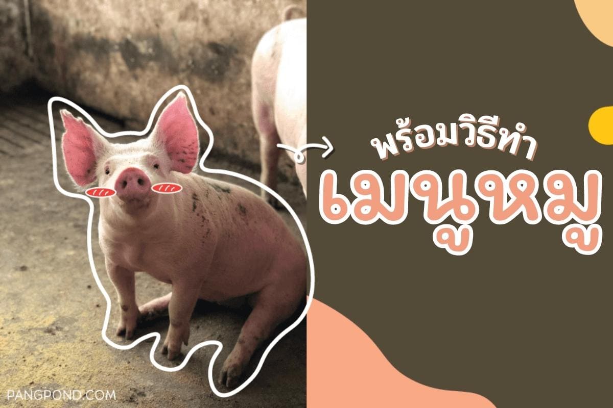 เมนูหมู (2569) เมนูหมูหมูวัตถุดิบสัตว์เมนูหลากหลายจากเมนูหมู