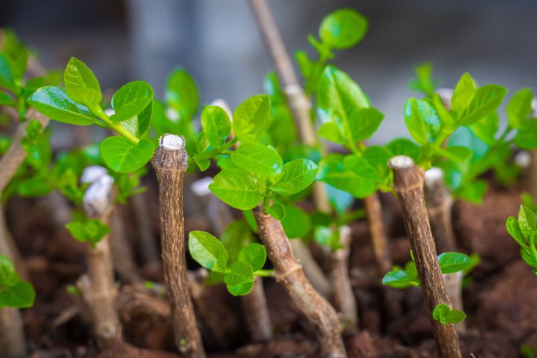 การขยายพันธุ์พืช