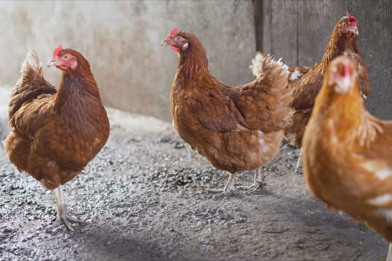 พันธุ์ไก่ไข่