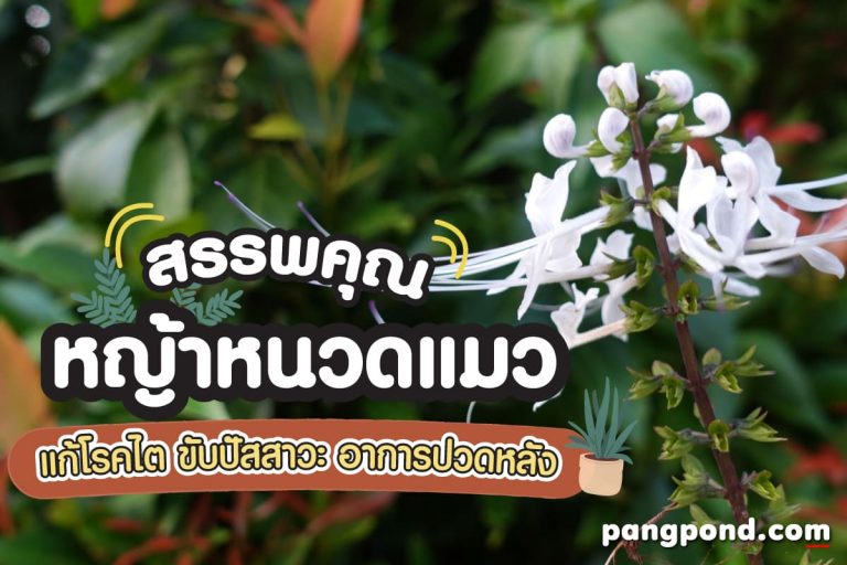 หญ้าหนวดแมว